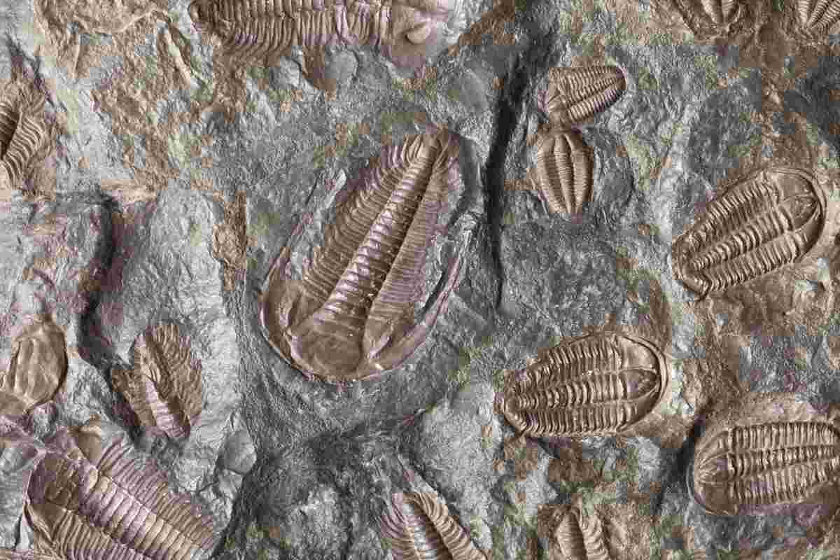 fossile di animale preistorico