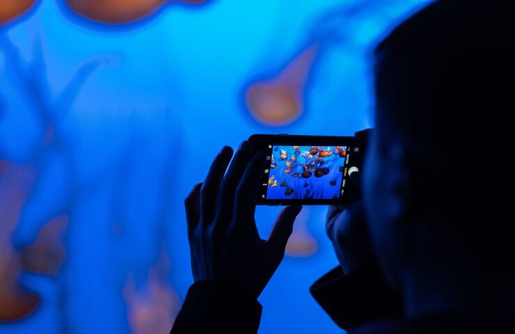 persona che sta scattando una foto a delle meduse in un acquario attraverso il cellulare