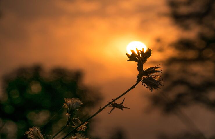Foto particolare con sole all'interno di un fiore